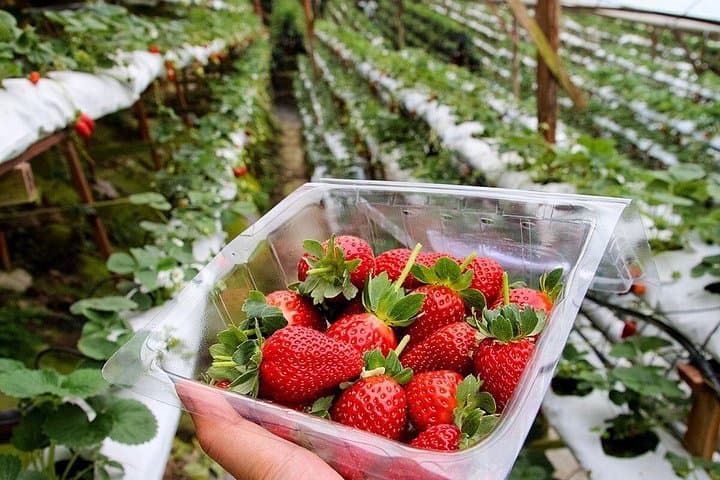 Cameron Highlands Day Tour: Tea Plantations, Waterfalls & Strawberry Farms photo 2