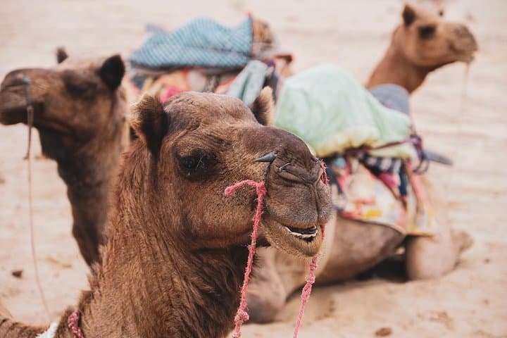 Half-Day Desert Safari in Jaisalmer: Camel Rides, Sunset Dunes & Ghost Village photo 2