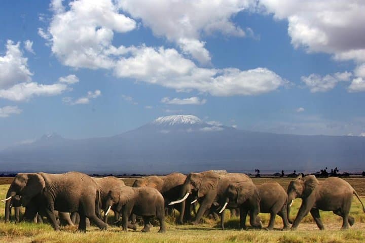 2-Day Amboseli Safari: Close-Up Elephant Encounters at Kilimanjaro's Foot photo 1