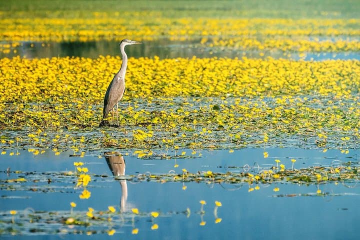 Kerkini Lake Day Trip from Thessaloniki: Flamingos, Buffalos & Birdwatching photo 2
