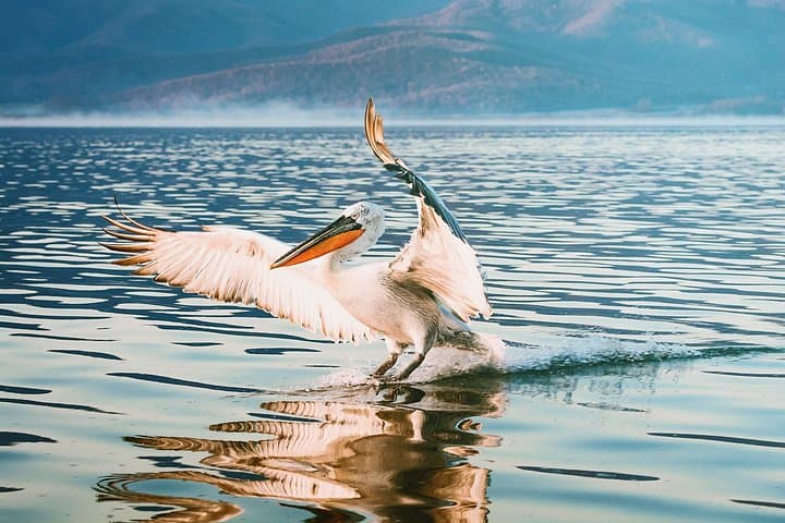 Kerkini Lake Day Trip from Thessaloniki: Flamingos, Buffalos & Birdwatching photo 4