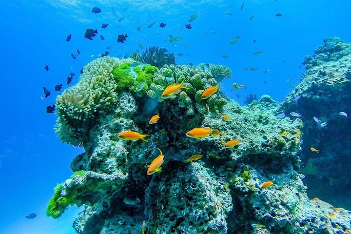 Similan Islands Full-Day Snorkeling Adventure from Khao Lak by Speedboat photo 3