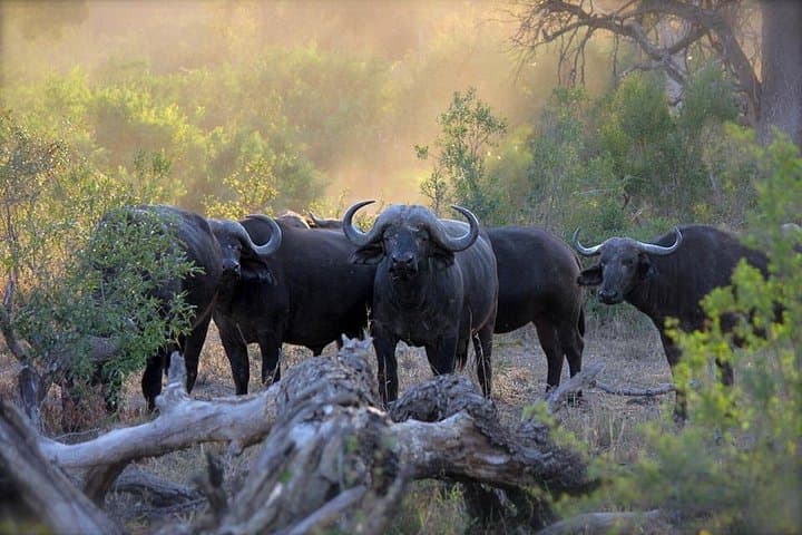 3-Day Aberdare Safari: National Park Game Drives & The Ark Experience photo 2