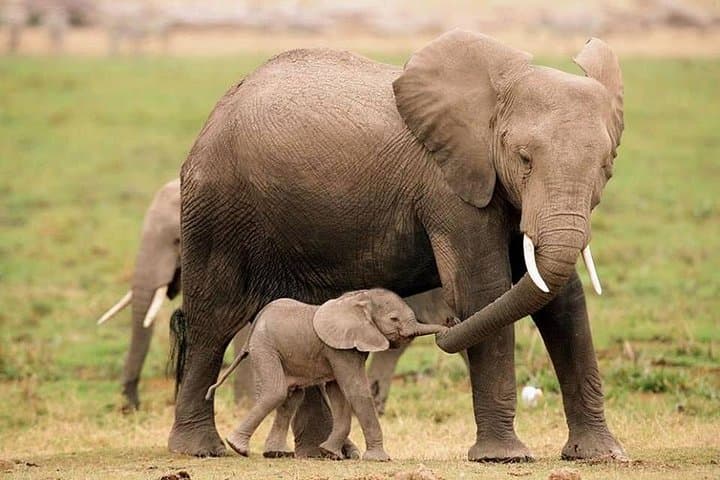 3-Day Aberdare Safari: National Park Game Drives & The Ark Experience photo 3