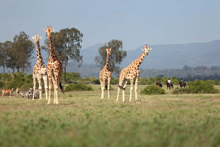 3-Day Aberdare Safari: National Park Game Drives & The Ark Experience photo 4