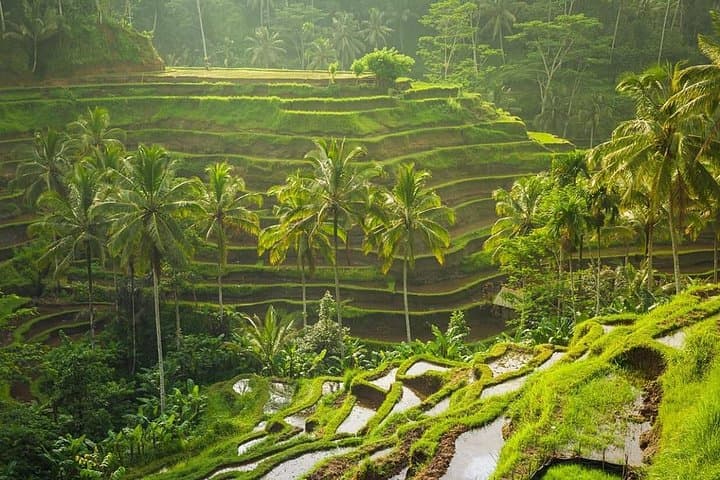 Ubud Private Cultural Tour — Monkey Forest, Tegalalang Rice Terraces & Waterfall Day Trip photo 2