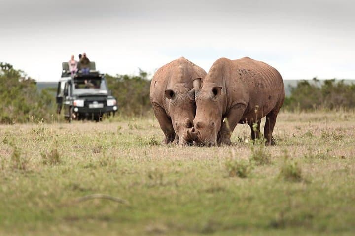 3-Day Solio Ranch Safari: Rhino Encounters & Aberdare Highlands photo 2