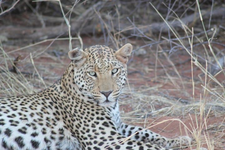 5-Day Namibian Self-Drive Wildlife Safari: Okonjima & Omaruru