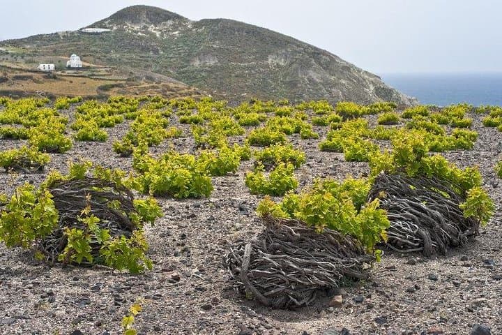 Santorini Sunset & Winery Private Tour: Oia Views and Volcanic Vintages photo 3