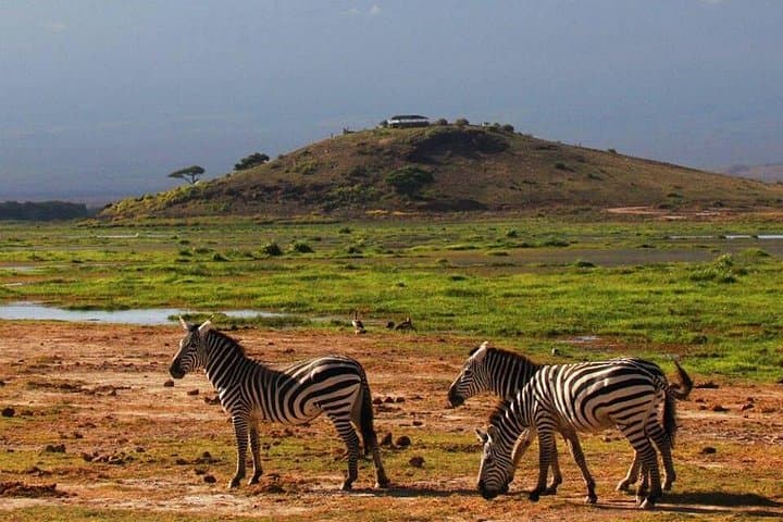 2-Day Diani to Amboseli Flying Safari — Kilimanjaro Views & Amboseli Game Drives photo 4