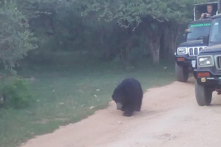 Udawalawe & Yala Safari from Colombo — 2-Day Private Wildlife Experience photo 4
