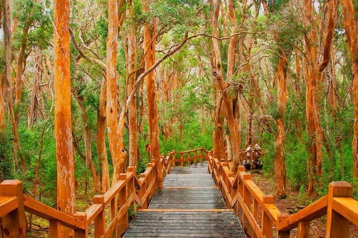 Bariloche Victoria Island and Arrayanes Forest Cruise on Nahuel Huapi photo 5