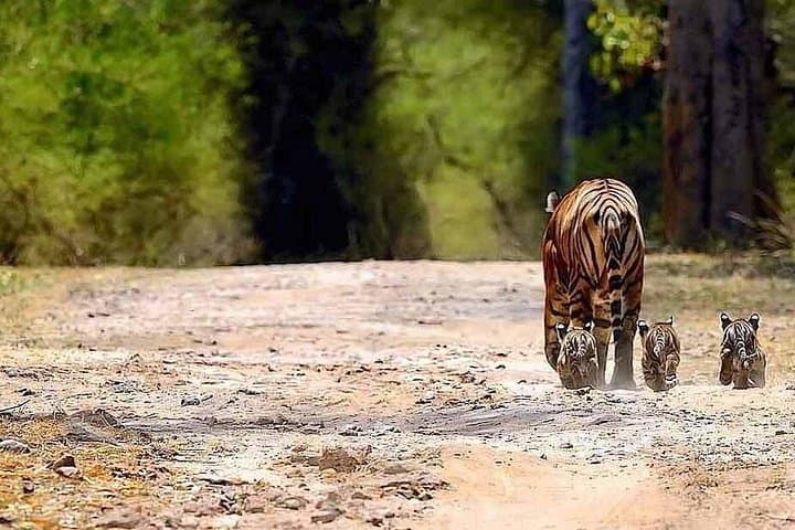 Private 2-Night Ranthambore Tiger Safari: Short Wildlife Escape from Delhi photo 4