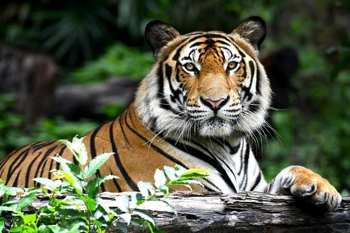 Private 2-Night Ranthambore Tiger Safari: Short Wildlife Escape from Delhi photo 1
