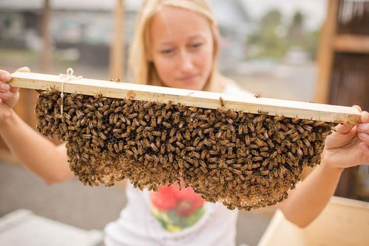 Kona Coast Cultural Tour: Bee Farm, Kona Coffee & National Historical Parks