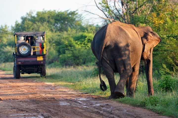 Dambulla & Kaudulla Day Tour — Cave Temple and Elephant Safari from Colombo photo 5
