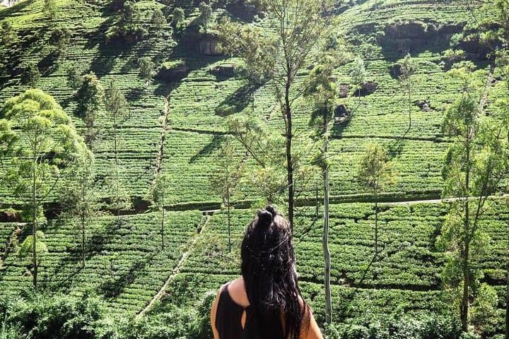 4-Day Cultural Circuit from Colombo: Kandy, Nuwara Eliya, Dambulla & Anuradhapura photo 6