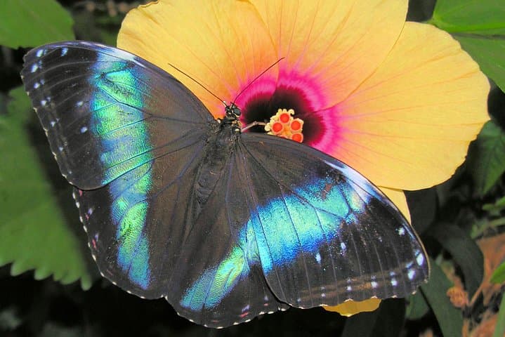 Inside Vienna’s Schmetterlinghaus: Touring the Imperial Butterfly House