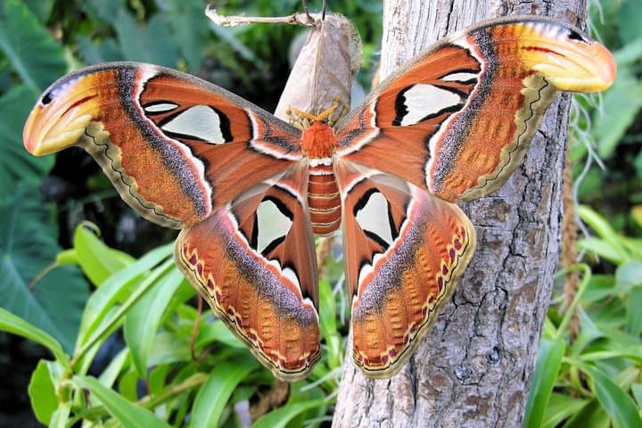 Inside Vienna’s Schmetterlinghaus: Touring the Imperial Butterfly House photo 2