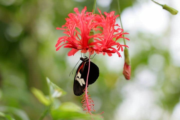 Inside Vienna’s Schmetterlinghaus: Touring the Imperial Butterfly House photo 3