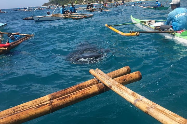 Oslob Whalesharks, Sumilon Sandbar & Aguinid Falls — Full-Day Swim and Waterfall Tour from Cebu photo 3