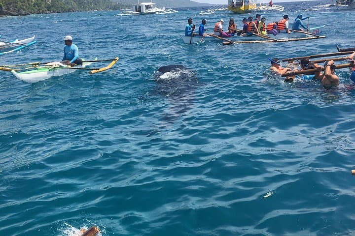 Oslob Whale Sharks and Kawasan Falls: Full-Day Snorkel & Waterfall Trip from Cebu photo 2
