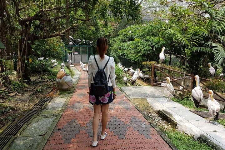 Inside KL Bird Park: Free-Flight Aviary, Hornbills & Private Pickup photo 5