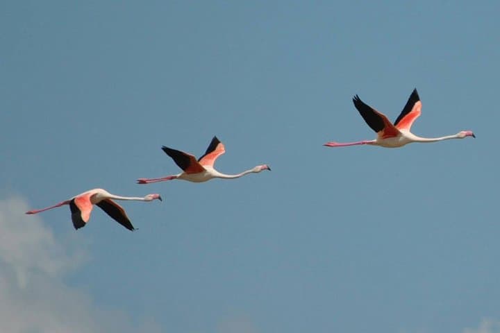 Segway Flamingo Sightseeing in Molentargius Park — Cagliari Coastal Tour photo 3