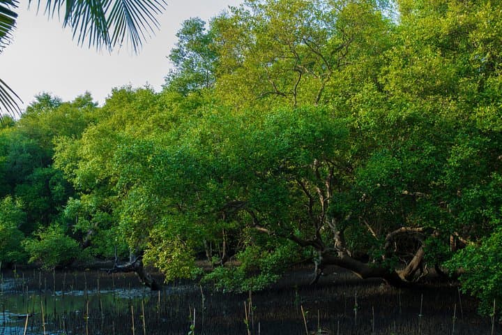 Kadalundi Mangrove Trail: Guided Boat Tour & Birdwatching in Calicut photo 2