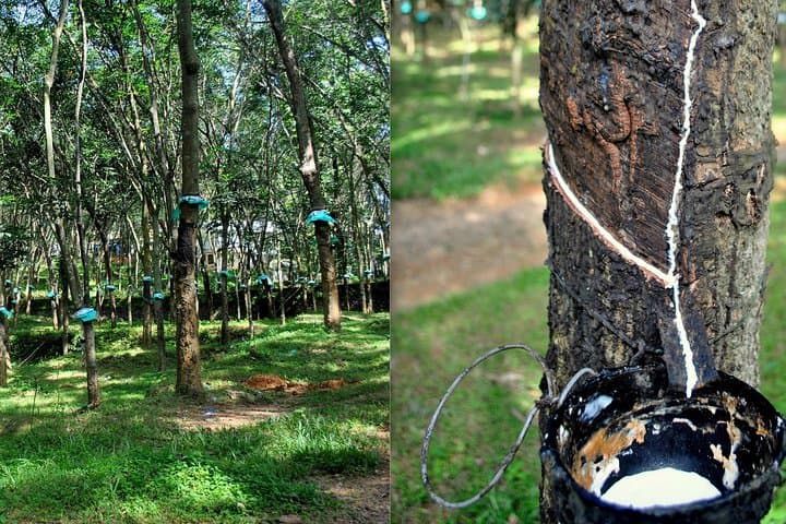 Hikkaduwa Tuk‑Tuk Day Tour: Cinnamon, Rubber & Turtle Hatchery Experience photo 4