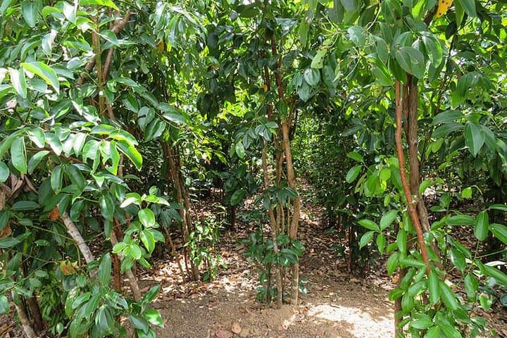 Hikkaduwa Tuk‑Tuk Day Tour: Cinnamon, Rubber & Turtle Hatchery Experience photo 6