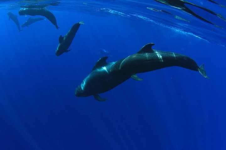 Eco Catamaran Whale and Dolphin Watching with Underwater Listening — Tenerife 3-Hour Tour photo 4