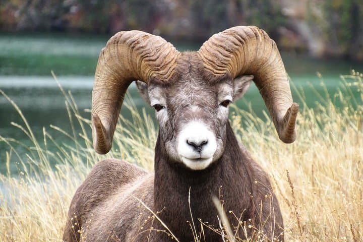 Evening Wildlife Tour in Jasper National Park — Spot Elk, Moose & Wolves photo 4