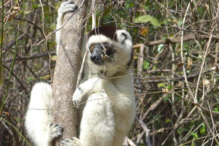 Tsingy and Kirindy Forest Expedition: Madagascar's Limestone Forests and Baobab Trails