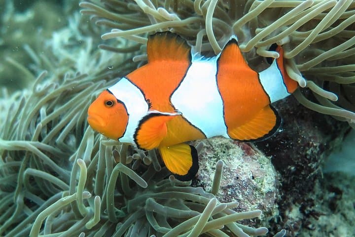 Private Hong Islands & 4-Islands Tour: Sunset and Night Snorkel from Ao Nang photo 6