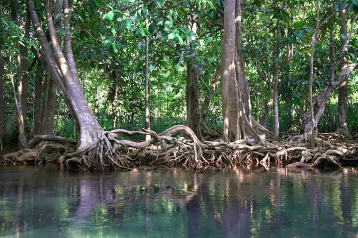 Ao Thalane Kayaking: Mangroves, Limestone Cliffs & Sa Kaeo Pool photo 2