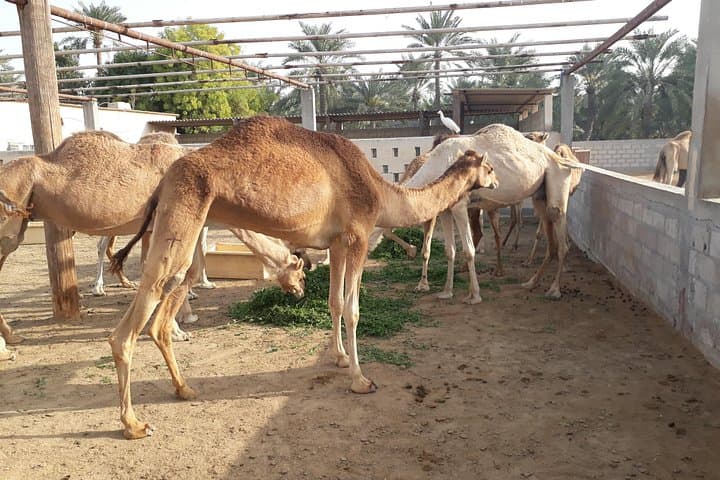 Half-Day Bahrain Shore Excursion: Al Fateh Mosque, Manama Souq & Bahrain Fort photo 4
