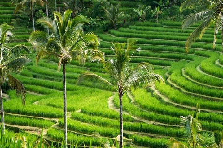 Kintamani & Mount Batur Day Tour: Temples, Rice Terraces and Volcano Lunch photo 3