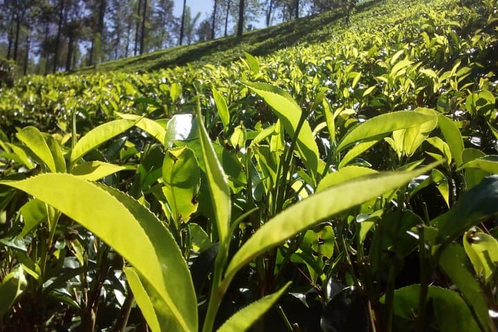Sri Lanka in Seven Days: Private 6-Night Cultural, Wildlife & Beach Tour photo 3