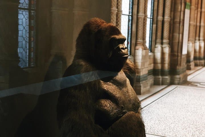 Natural History Museum London Semi‑Private Guided Tour — Highlights & Practical Guide photo 3