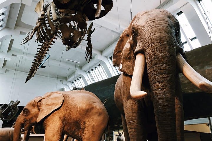 Natural History Museum London Semi‑Private Guided Tour — Highlights & Practical Guide photo 5