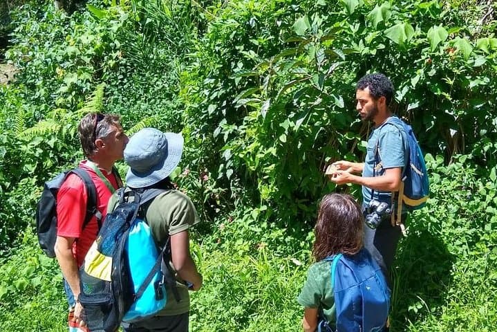 Forest Forager: Wild Food Walk in Paraty's Atlantic Rainforest photo 5