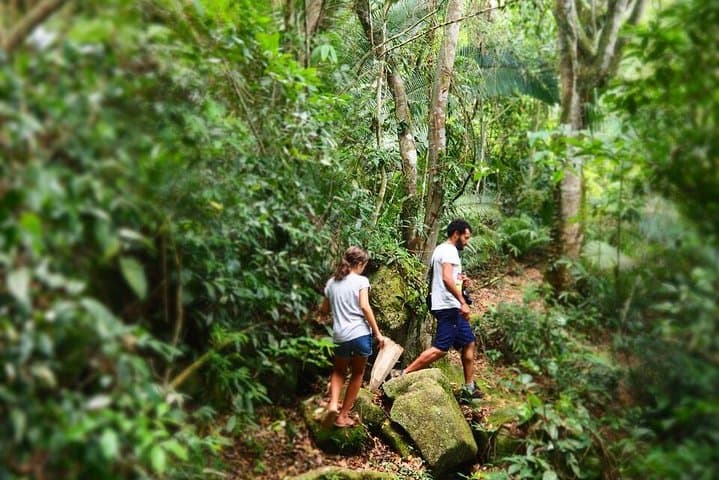 Forest Forager: Wild Food Walk in Paraty's Atlantic Rainforest photo 2
