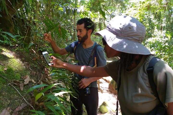 Forest Forager: Wild Food Walk in Paraty's Atlantic Rainforest photo 4