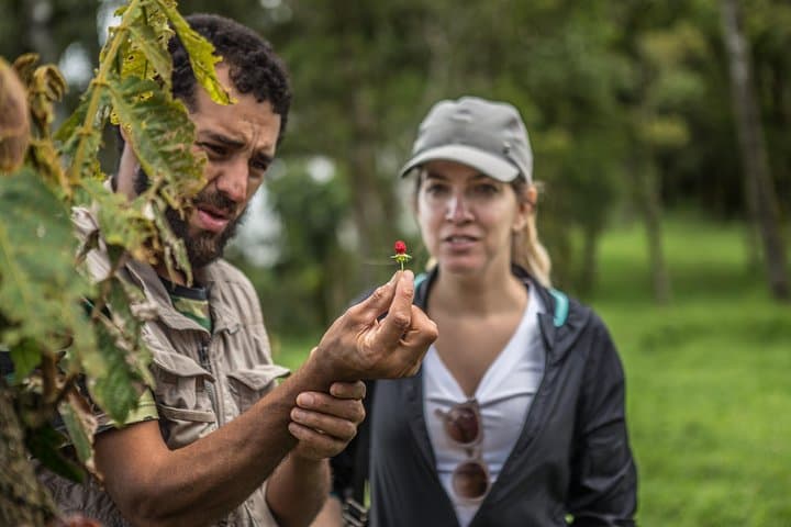 Forest Forager: Wild Food Walk in Paraty's Atlantic Rainforest photo 6