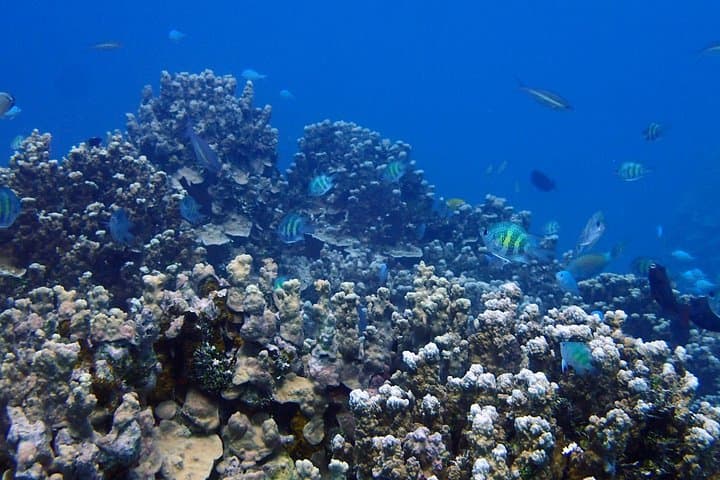 Dogleg Reef Beach Dives — Guam Scuba Trips for Beginners and Experienced Divers photo 6