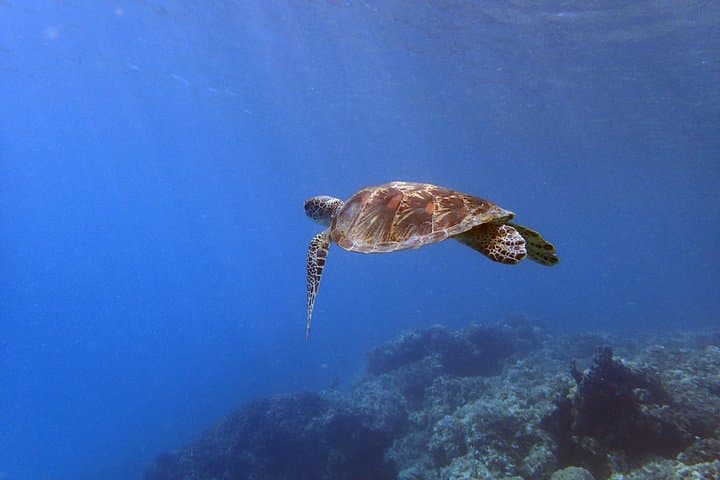 Introductory Scuba Dive at Apra Harbor: No Certification Needed photo 6