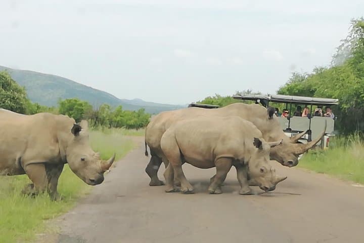 Pilanesberg Safari: 3-Day 4-Star Private Lodge Experience photo 3