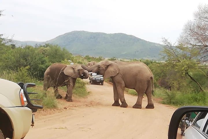 Pilanesberg Safari: 3-Day 4-Star Private Lodge Experience photo 5