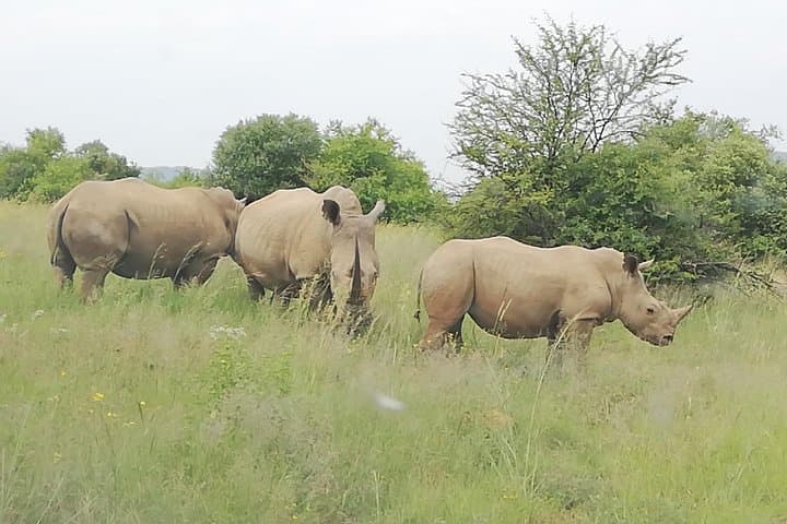 Pilanesberg Safari: 3-Day 4-Star Private Lodge Experience photo 6